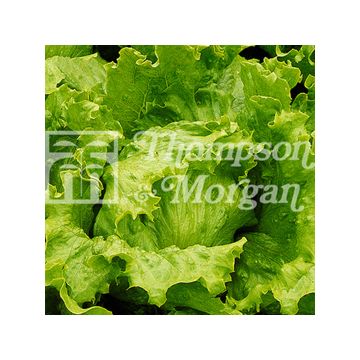Lechuga batavia Lakeland