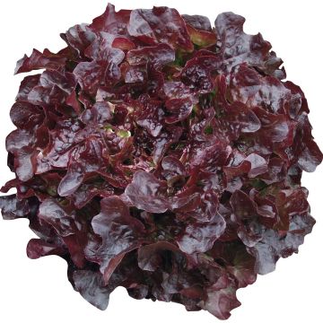 Lechugas Navara