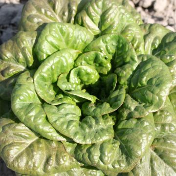 Lechugas Romaine Verte Grasse