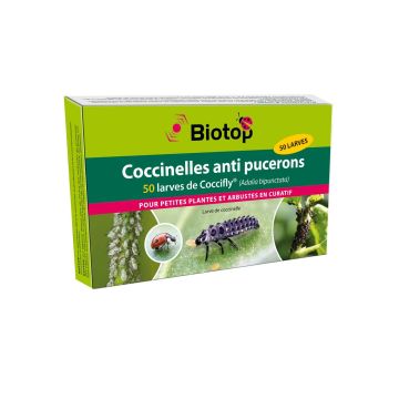 Larvas de mariquita Coccifly Biotop contra los pulgones
