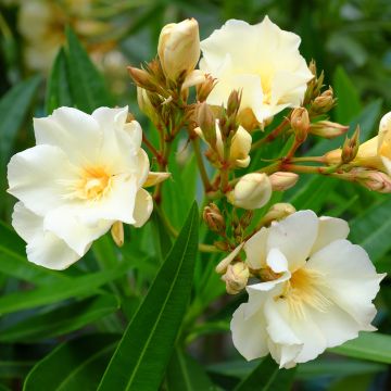 Adlefa amarilla plena - Nerium oleander Luteum Plenum