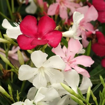Adelfa Tricolor - Nerium oleander
