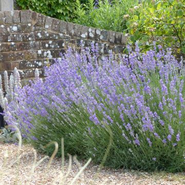 Lavanda angustifolia Munstead
