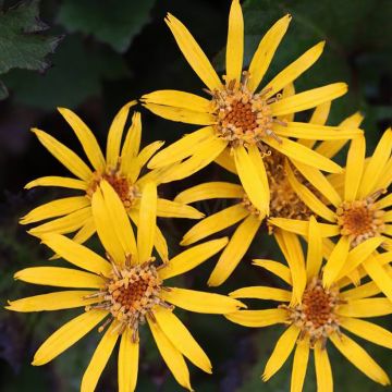 Ligularia dentata Little Golden Ray
