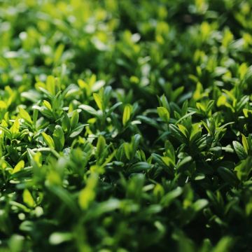 Aligustre del Japón Green Century - Ligustrum japonicum