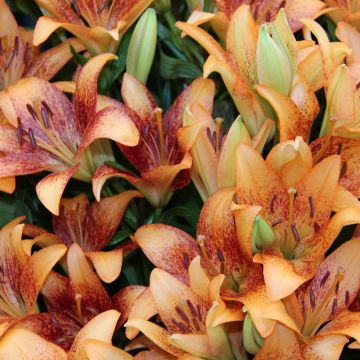 Lirio Longwood
