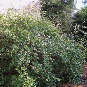 Lonicera fragrantissima - Madreselva de invierno