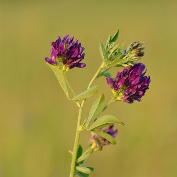 Alfalfa asiática - Medicago sativa