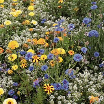 Mezcla de flores para cuidar a los insectos auxiliares