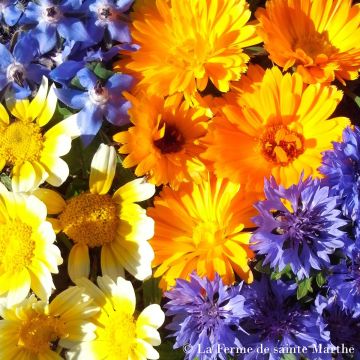 Mezcla de Flores Comestibles Bio - Ferme de Sainte Marthe