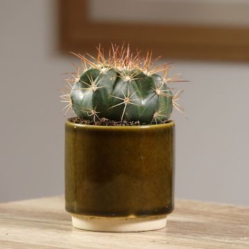 Cactus - Melocactus azureus