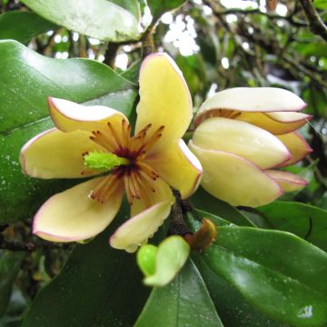 Magnolia figo - Arbusto de la banana