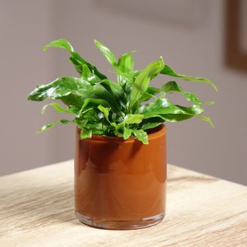 Helecho de java - Microsorum pteropus