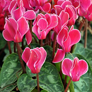 Cyclamen Bisou Magenta