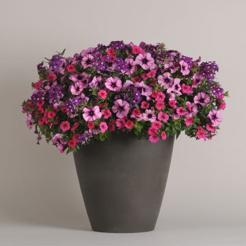 Petunia, Calibrachoa, Verbena Trio
