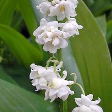 Convallaria majalis Prolificans - Lirio de los valles