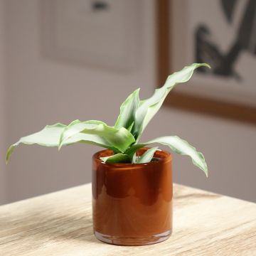 Murdannia Bright Star