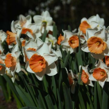 Narciso Chromacolor