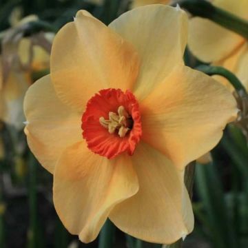 Narciso Copper Queen