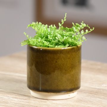Helecho de boston Cotton Candy - Nephrolepis exaltata