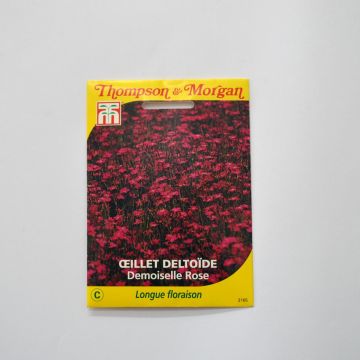Dianthus Demoiselle Rose - Clavel