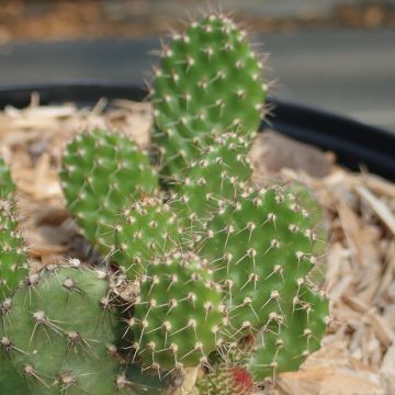Airampoa soehrensii - Tunilla