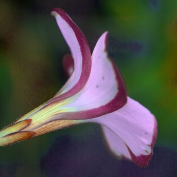 Oxalis versicolor Autumn Pink - Acederilla Oxalis versicolor Autumn Pink - Acederilla