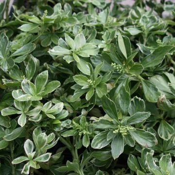 Pachysandra terminalis Variegata - Diamante