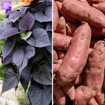 Batata Sakura