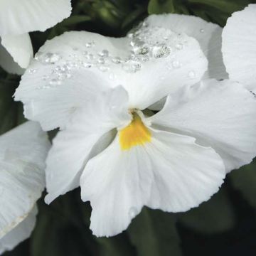 Viola con flores blancas - Violeta