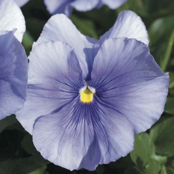 Viola con flores azul claro - Violeta