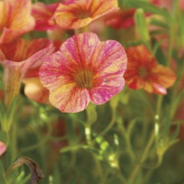 Calibrachoa hybrida Million Bells Cracking fire