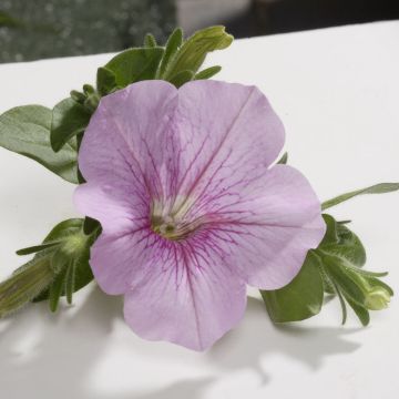 Petunia Sweet Pink - Surfinia