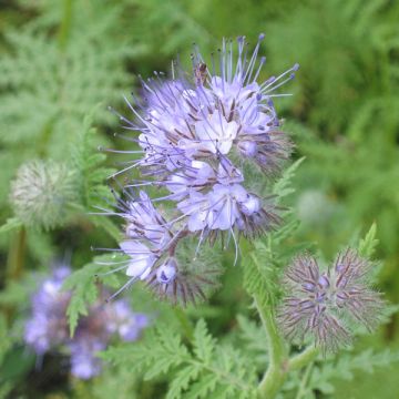 Facelia - Phacelia tanacetifolia