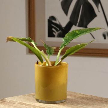 Philodendron Ring of Fire - Filodendro