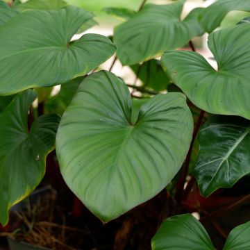 Philodendron squamiferum x serpens - Filodendro