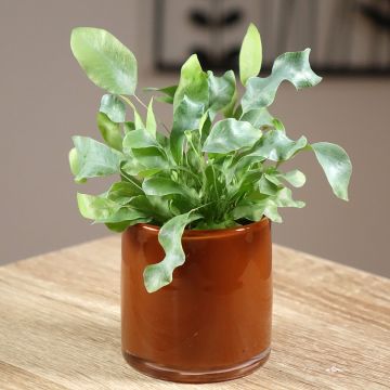 Phlebodium Blue Star - Helecho