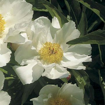 Peonia lactiflora White Wings