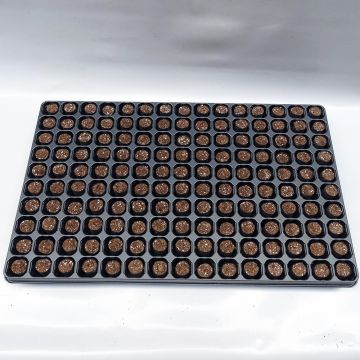 Kit de bandeja y cepellones Fertiss 2 x 4 cm de Fertil: bandeja de 150 cepellones