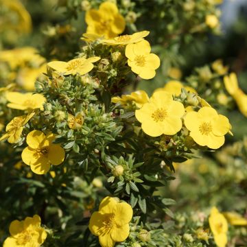 Potentilla fruticosa - Cincoenrama leñoso
