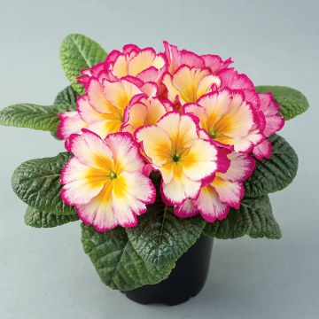 Primula vulgaris Scentsation Yellow Cream