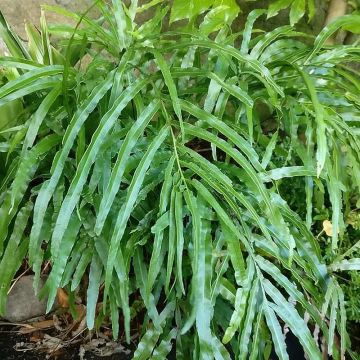 Pteris umbrosa - Helecho