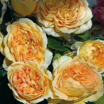 Rosal GeneRosa 100 idees Jardin