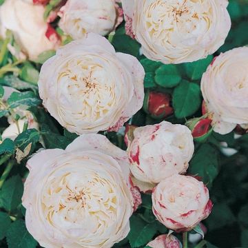 Rosal GeneRosa Eliane Gillet
