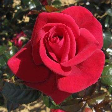 Rosal Grande Classe