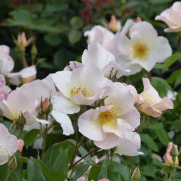 Rosal Sally Holmes