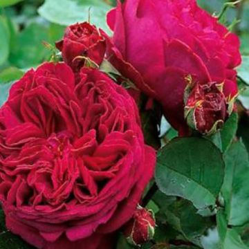 Rosal Falstaff