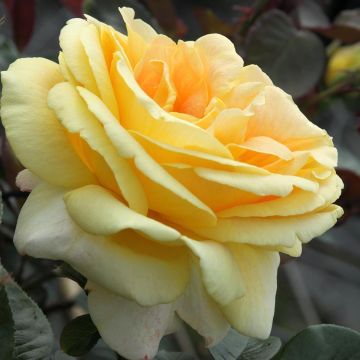 Rosal Candlelight