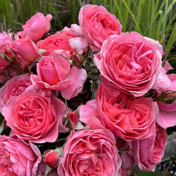 Rosa Comtesse Liger-Belair