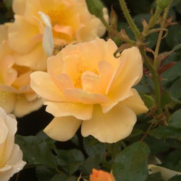 Rosal Amber Sun - Rosal tapizante